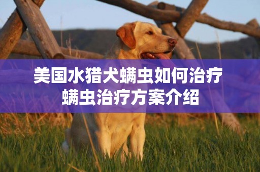 美国水猎犬螨虫如何治疗 螨虫治疗方案介绍