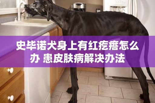 史毕诺犬身上有红疙瘩怎么办 患皮肤病解决办法