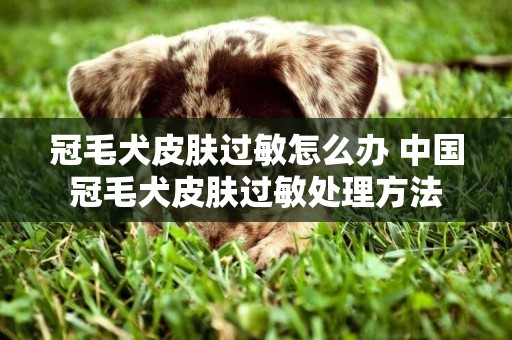 冠毛犬皮肤过敏怎么办 中国冠毛犬皮肤过敏处理方法