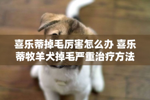 喜乐蒂掉毛厉害怎么办 喜乐蒂牧羊犬掉毛严重治疗方法