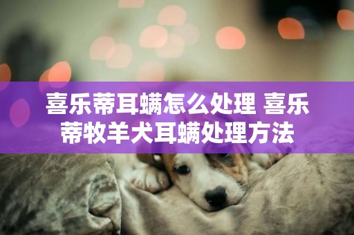 喜乐蒂耳螨怎么处理 喜乐蒂牧羊犬耳螨处理方法