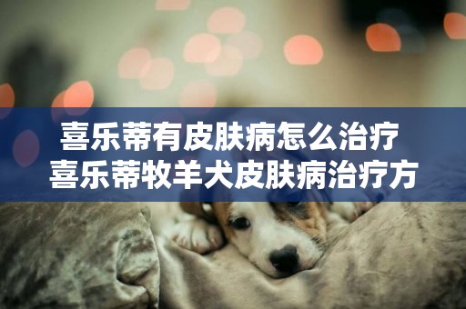 喜乐蒂有皮肤病怎么治疗 喜乐蒂牧羊犬皮肤病治疗方法