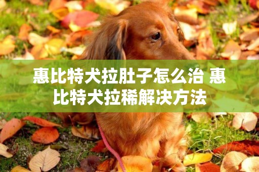 惠比特犬拉肚子怎么治 惠比特犬拉稀解决方法