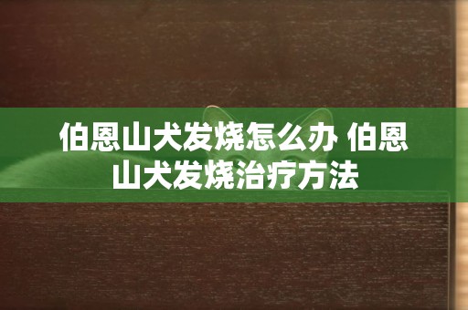 伯恩山犬发烧怎么办 伯恩山犬发烧治疗方法