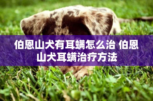 伯恩山犬有耳螨怎么治 伯恩山犬耳螨治疗方法