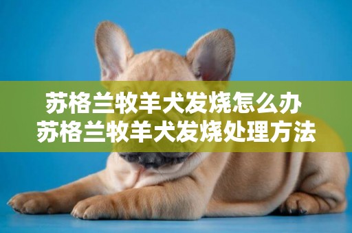 苏格兰牧羊犬发烧怎么办 苏格兰牧羊犬发烧处理方法