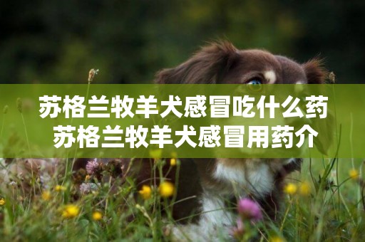 苏格兰牧羊犬感冒吃什么药 苏格兰牧羊犬感冒用药介绍