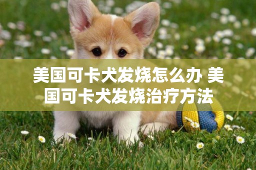 美国可卡犬发烧怎么办 美国可卡犬发烧治疗方法