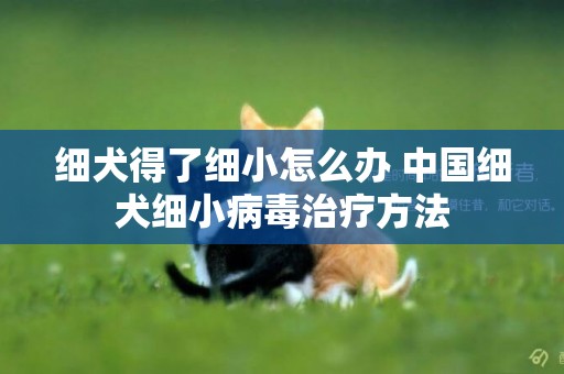 细犬得了细小怎么办 中国细犬细小病毒治疗方法