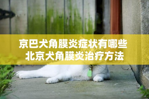 京巴犬角膜炎症状有哪些 北京犬角膜炎治疗方法