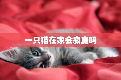 一只猫在家会寂寞吗