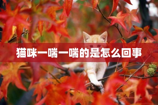 猫咪一喘一喘的是怎么回事