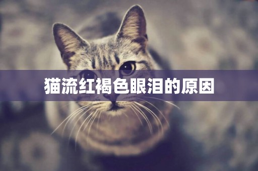 猫流红褐色眼泪的原因