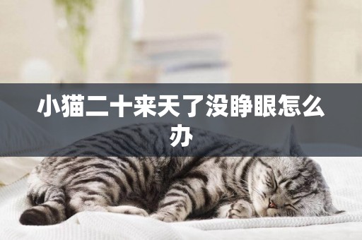 小猫二十来天了没睁眼怎么办