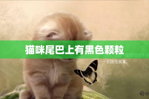 猫咪尾巴上有黑色颗粒