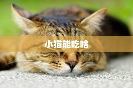 小猫能吃啥