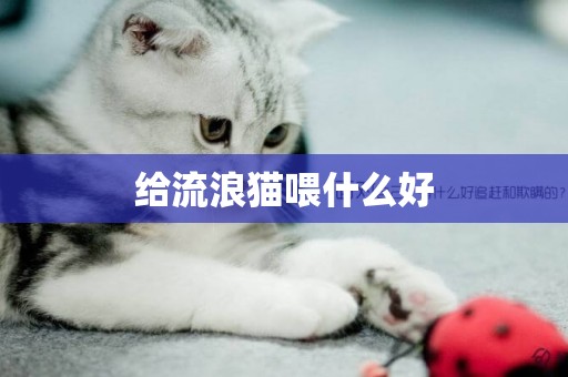 给流浪猫喂什么好