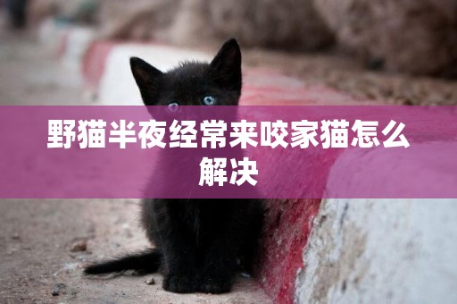 野猫半夜经常来咬家猫怎么解决