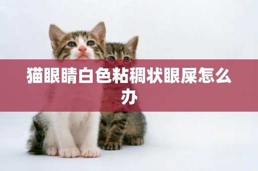 猫眼睛白色粘稠状眼屎怎么办