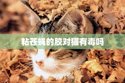 粘苍蝇的胶对猫有毒吗