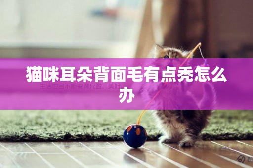 猫咪耳朵背面毛有点秃怎么办