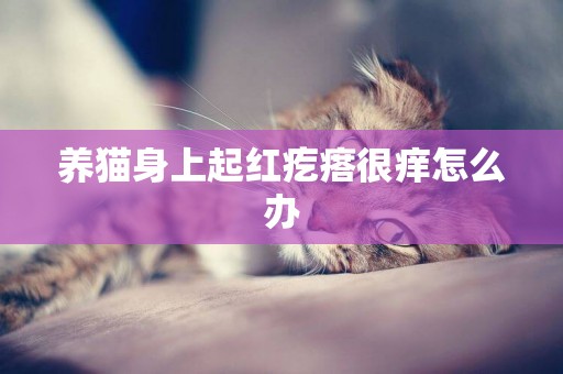 养猫身上起红疙瘩很痒怎么办