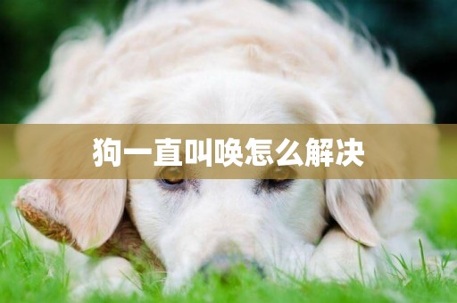 狗一直叫唤怎么解决