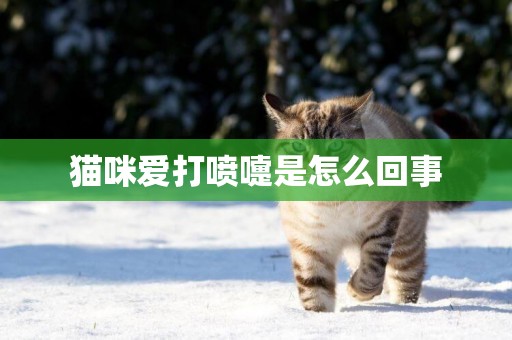 猫咪爱打喷嚏是怎么回事