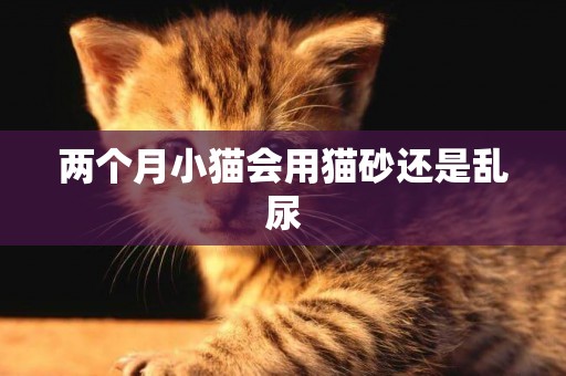 两个月小猫会用猫砂还是乱尿