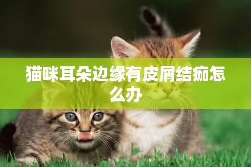 猫咪耳朵边缘有皮屑结痂怎么办