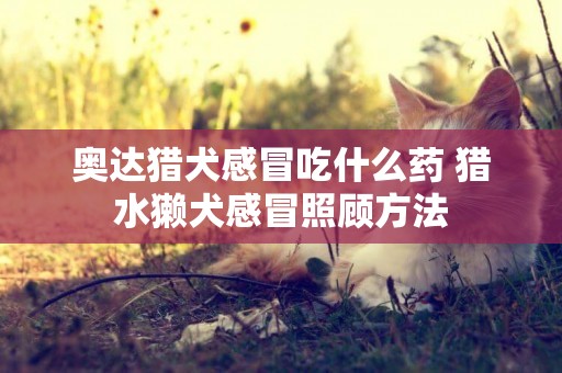 奥达猎犬感冒吃什么药 猎水獭犬感冒照顾方法