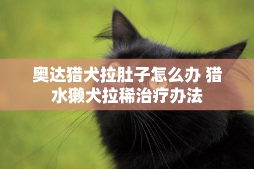 奥达猎犬拉肚子怎么办 猎水獭犬拉稀治疗办法