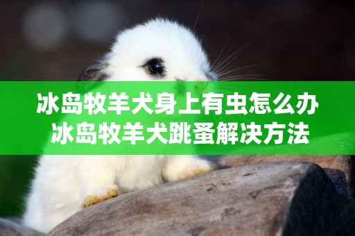 冰岛牧羊犬身上有虫怎么办 冰岛牧羊犬跳蚤解决方法