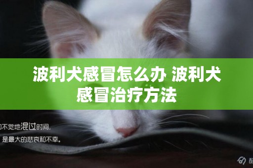 波利犬感冒怎么办 波利犬感冒治疗方法