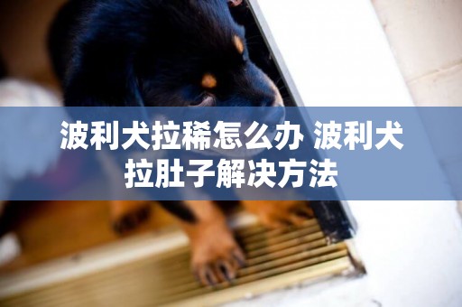 波利犬拉稀怎么办 波利犬拉肚子解决方法