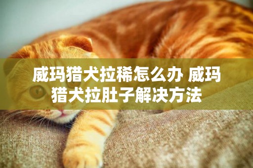 威玛猎犬拉稀怎么办 威玛猎犬拉肚子解决方法