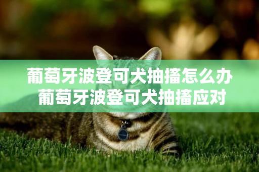 葡萄牙波登可犬抽搐怎么办 葡萄牙波登可犬抽搐应对方法