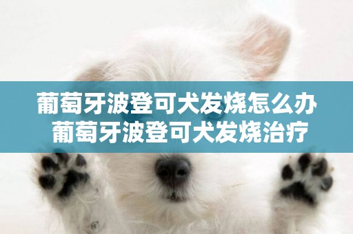 葡萄牙波登可犬发烧怎么办 葡萄牙波登可犬发烧治疗方法