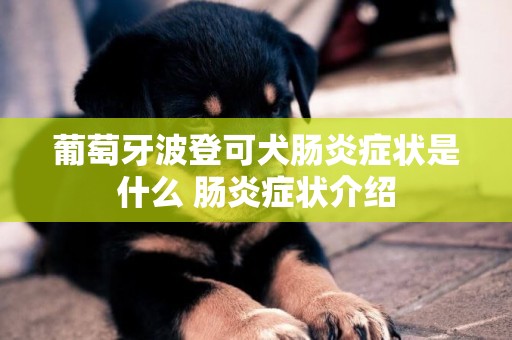 葡萄牙波登可犬肠炎症状是什么 肠炎症状介绍