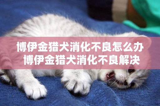 博伊金猎犬消化不良怎么办 博伊金猎犬消化不良解决办法