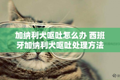 加纳利犬呕吐怎么办 西班牙加纳利犬呕吐处理方法