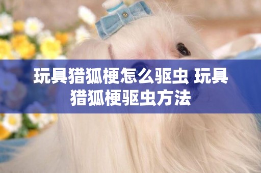 玩具猎狐梗怎么驱虫 玩具猎狐梗驱虫方法