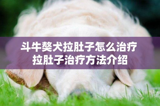 斗牛獒犬拉肚子怎么治疗 拉肚子治疗方法介绍