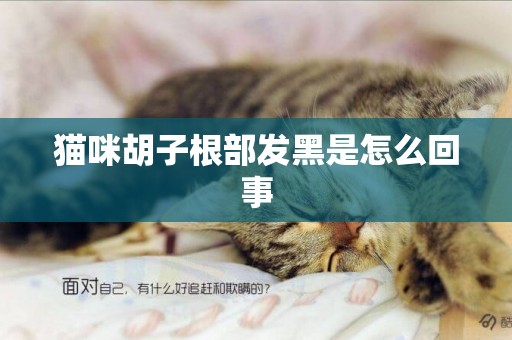 猫咪胡子根部发黑是怎么回事