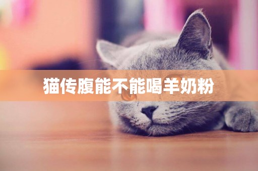 猫传腹能不能喝羊奶粉