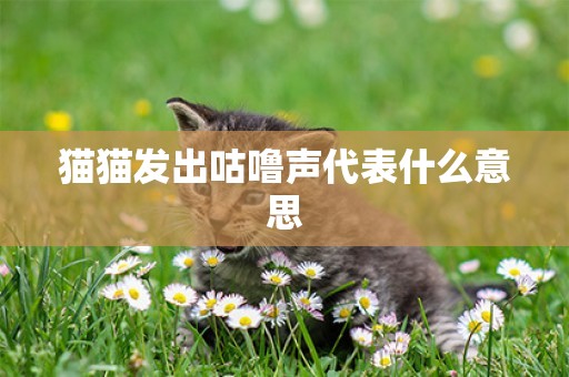 猫猫发出咕噜声代表什么意思