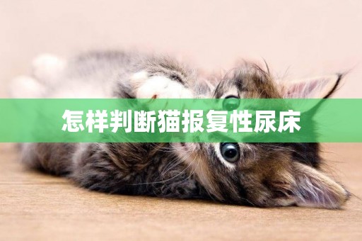 怎样判断猫报复性尿床