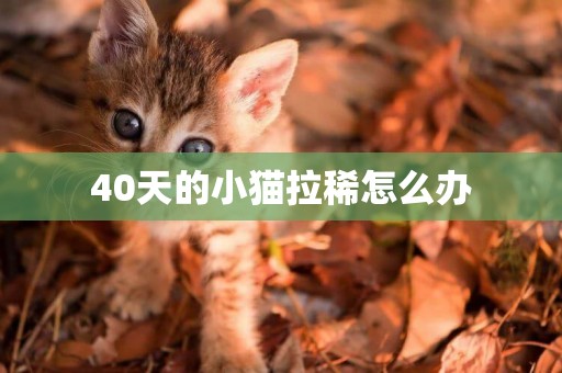 40天的小猫拉稀怎么办