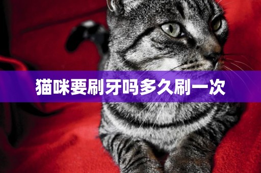 猫咪要刷牙吗多久刷一次