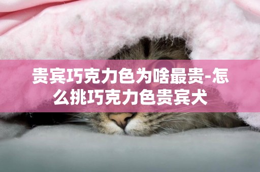 贵宾巧克力色为啥最贵-怎么挑巧克力色贵宾犬